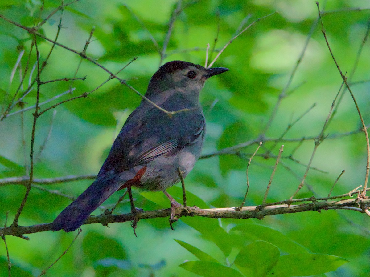 Gray Catbird - John Felton