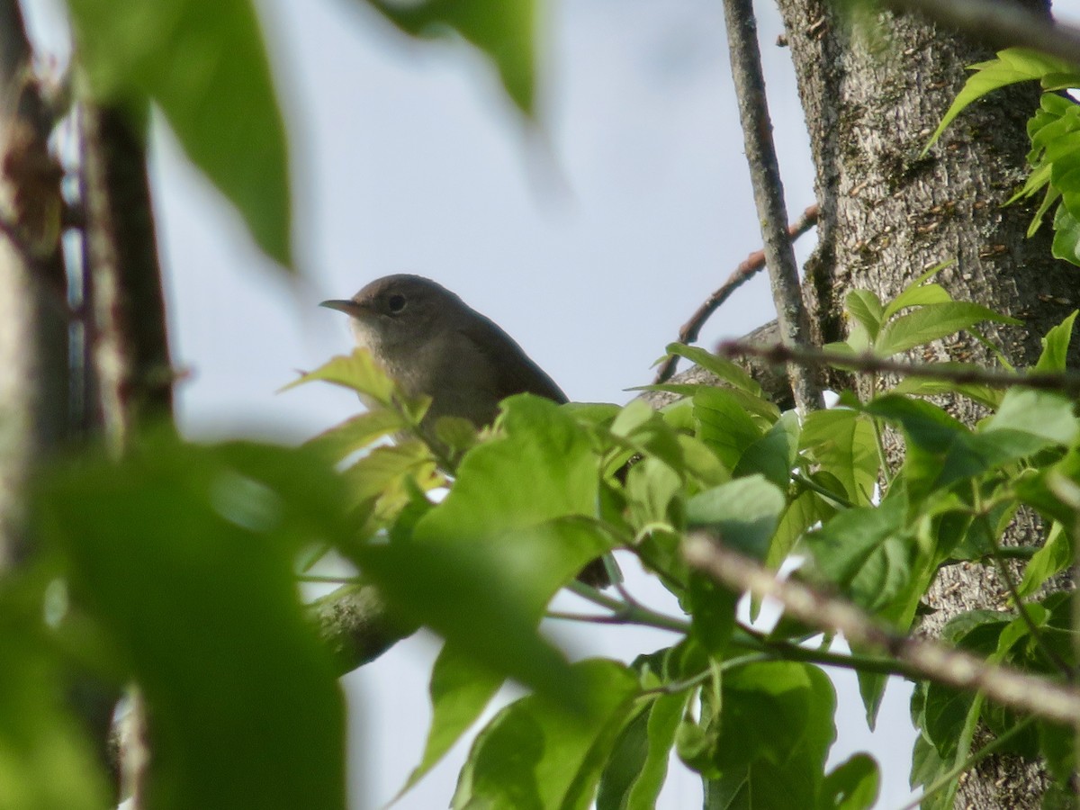 House Wren - ML620377290