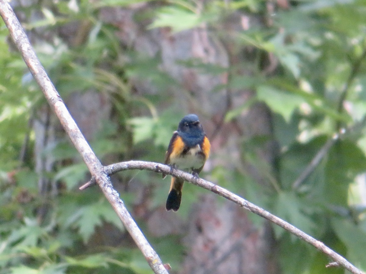 American Redstart - ML620377303