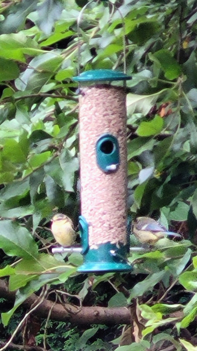 Eurasian Blue Tit - ML620377311