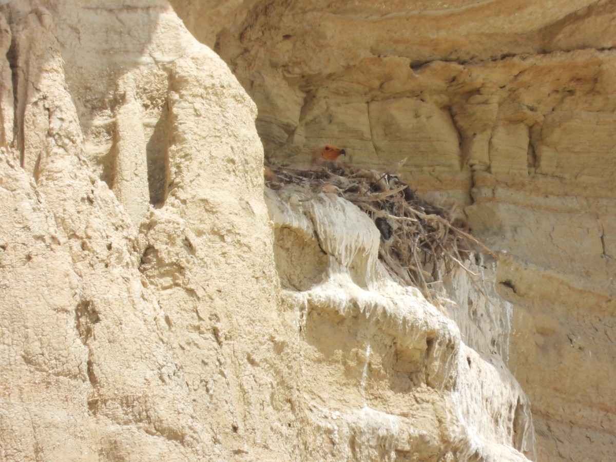 Egyptian Vulture - ML620377312