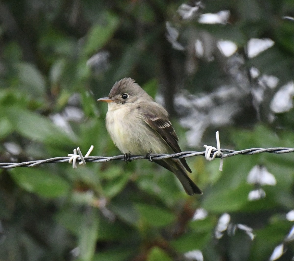 Eastern Wood-Pewee - ML620377326