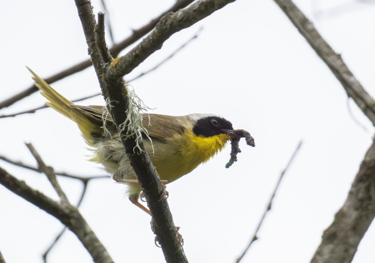 Common Yellowthroat - ML620377330