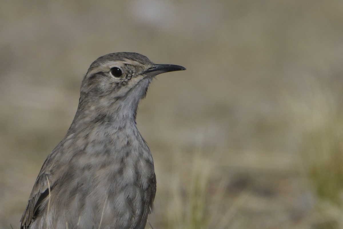 patagoniatunnelfugl - ML620377331