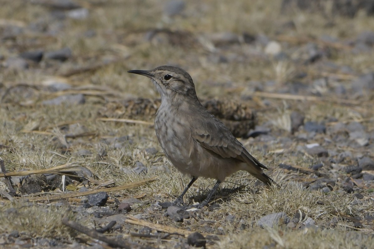 patagoniatunnelfugl - ML620377332