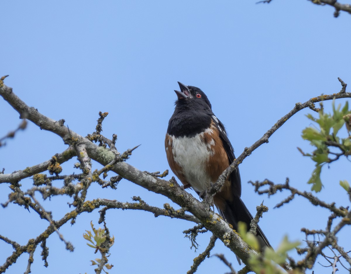 Spotted Towhee - ML620377343