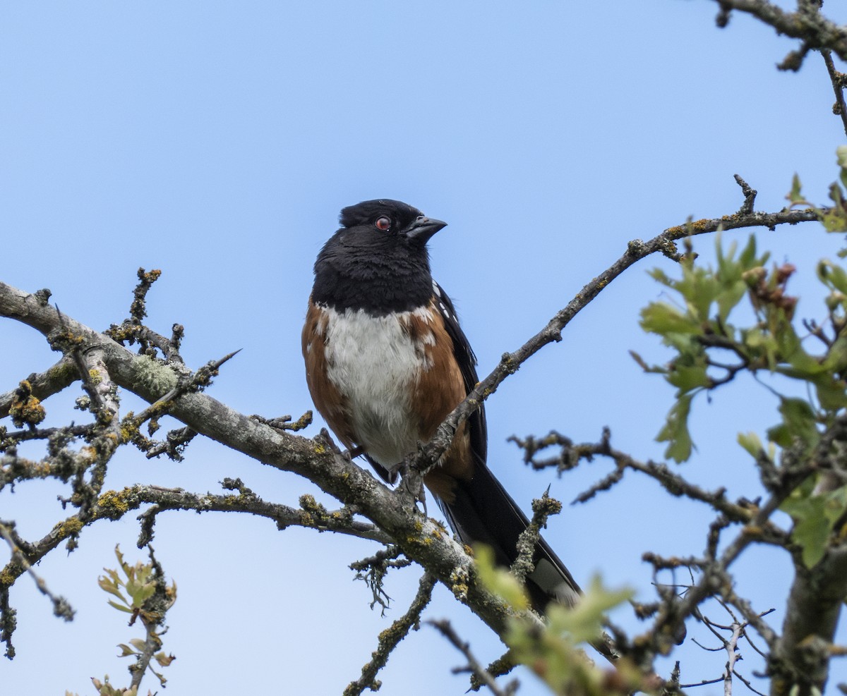 Spotted Towhee - ML620377344
