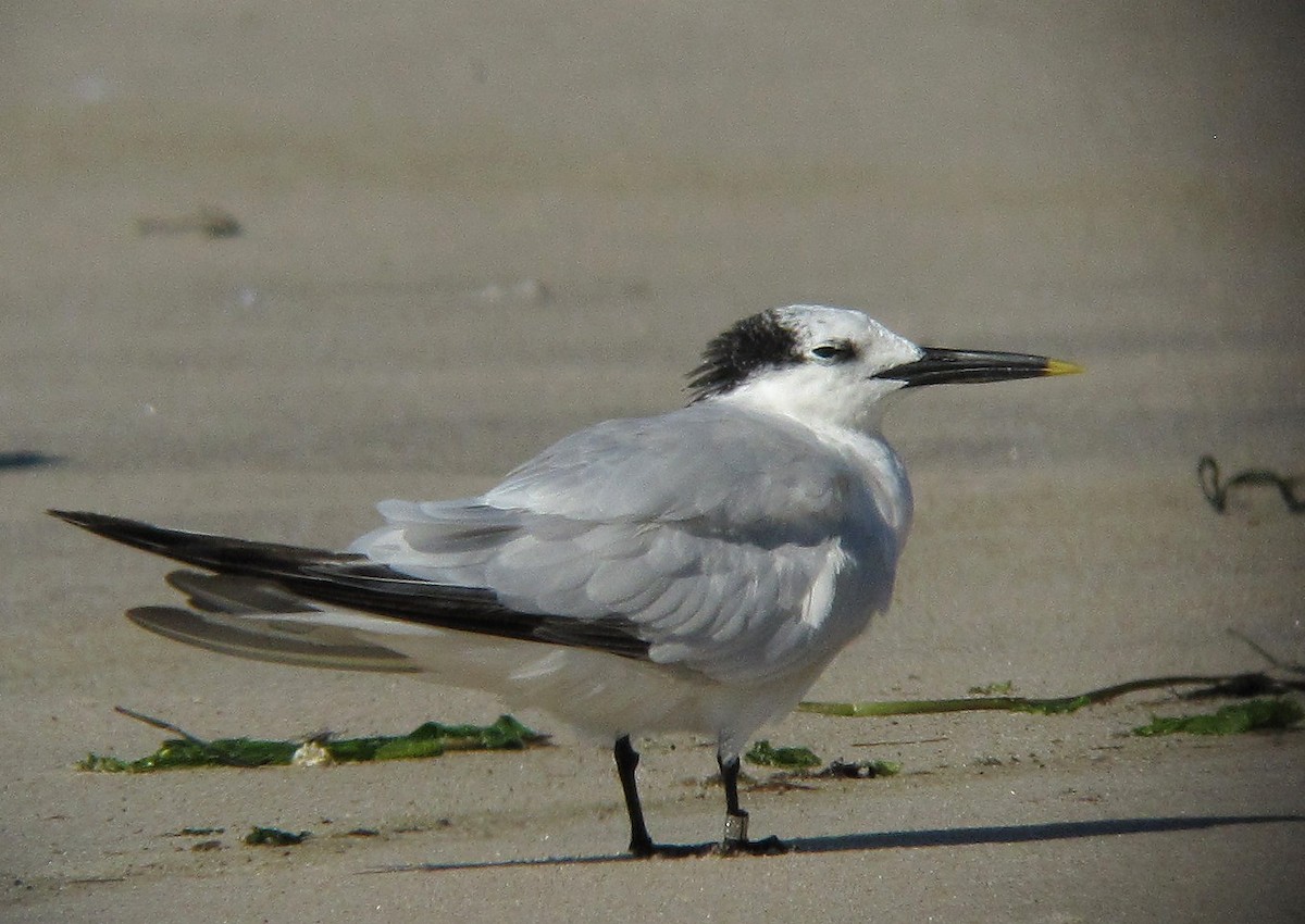 Sandwich Tern - ML620377350