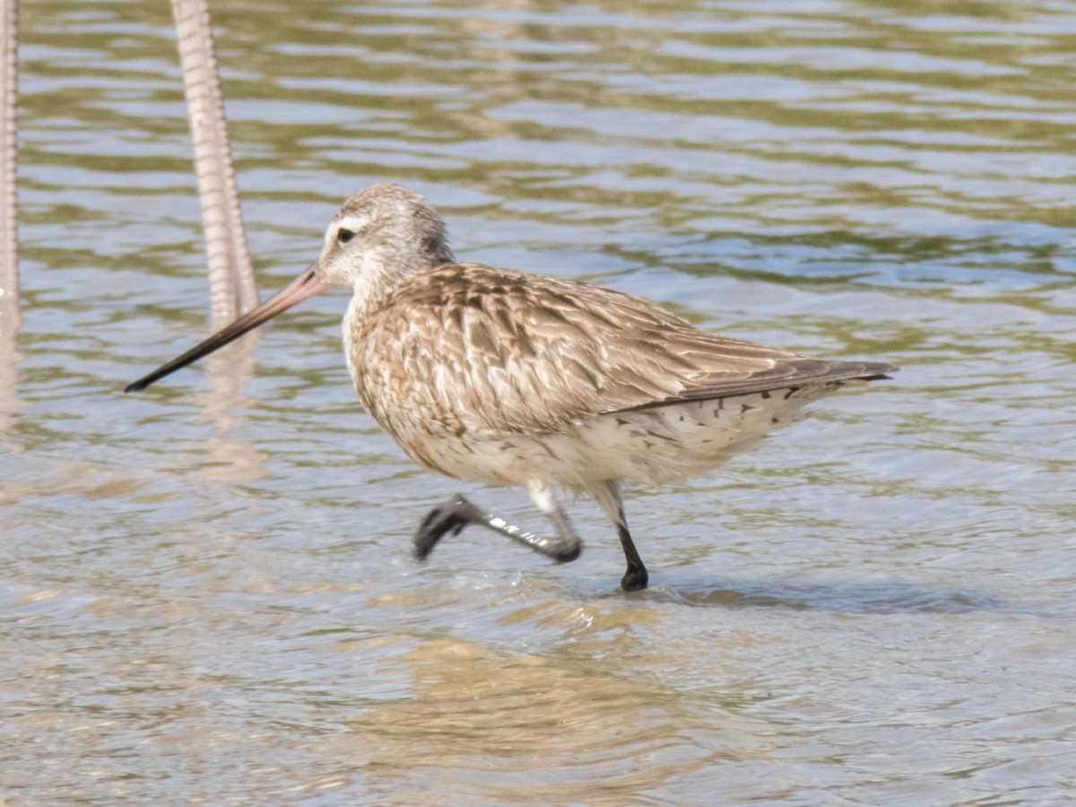 Bar-tailed Godwit - ML620377355