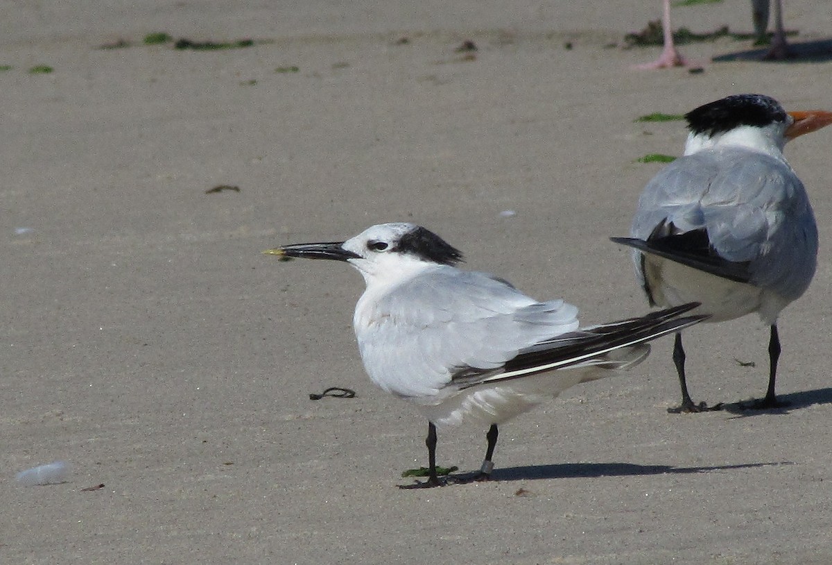 Sandwich Tern - ML620377358