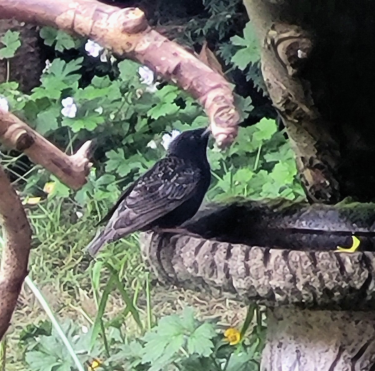 European Starling - ML620377370