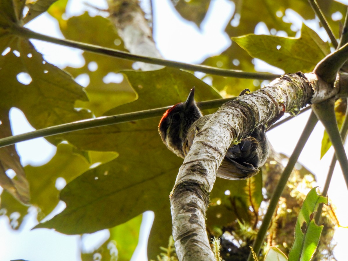 Bar-bellied Woodpecker - ML620377373