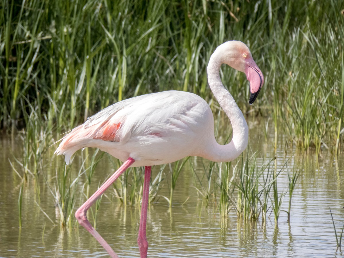 Greater Flamingo - ML620377375