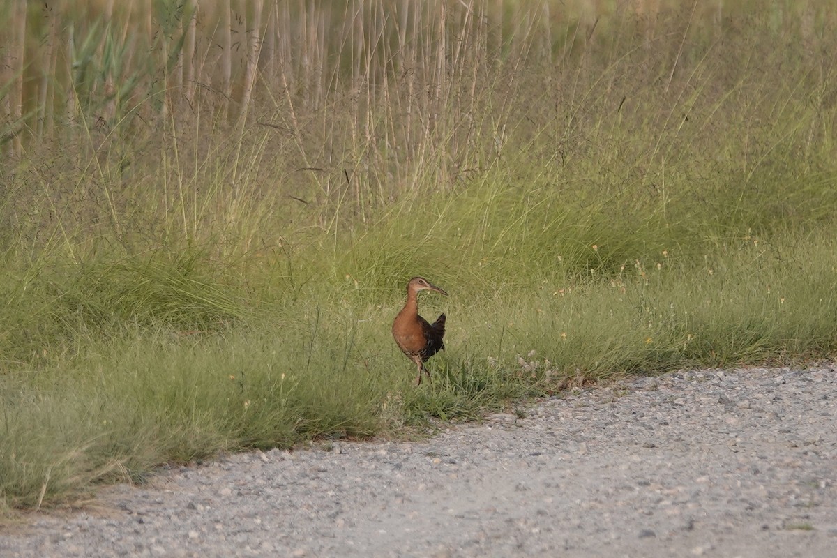 King Rail - ML620377390