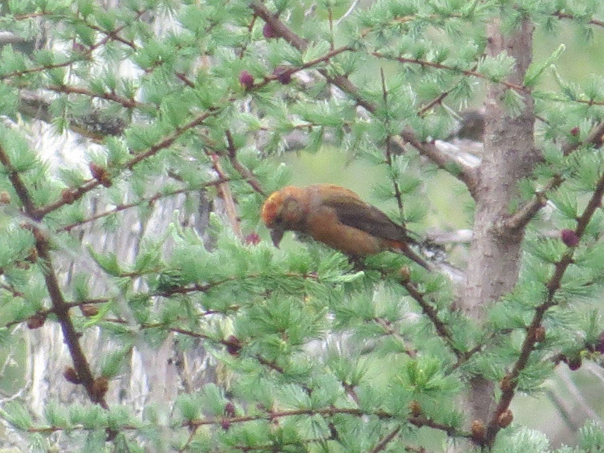 Red Crossbill - ML620377408