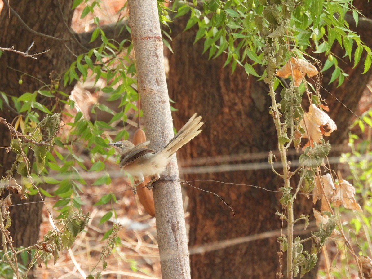 Large Gray Babbler - ML620377409