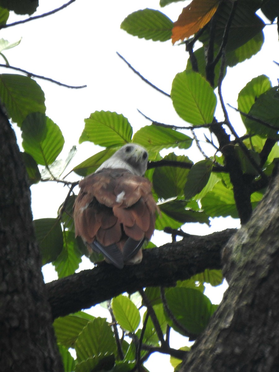 Brahminy Kite - ML620377414