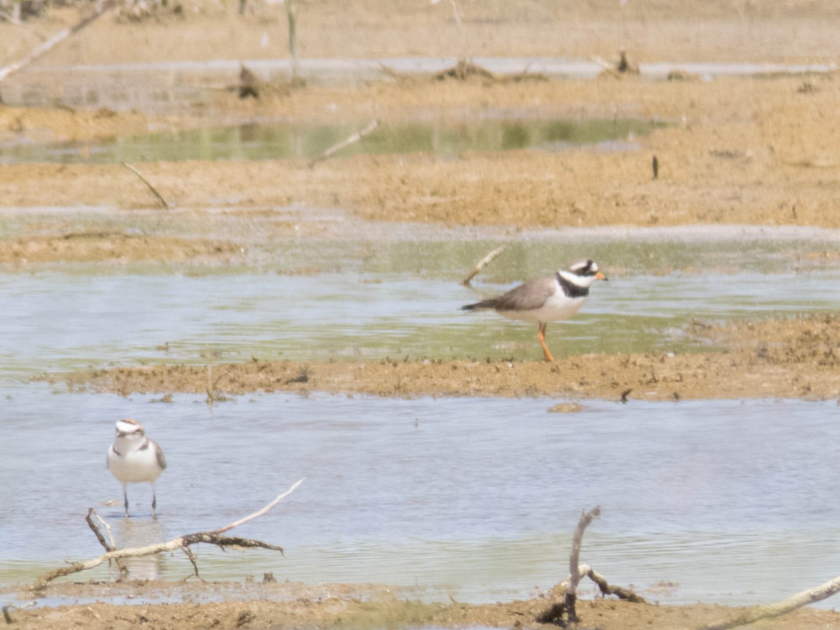 Common Ringed Plover - ML620377415