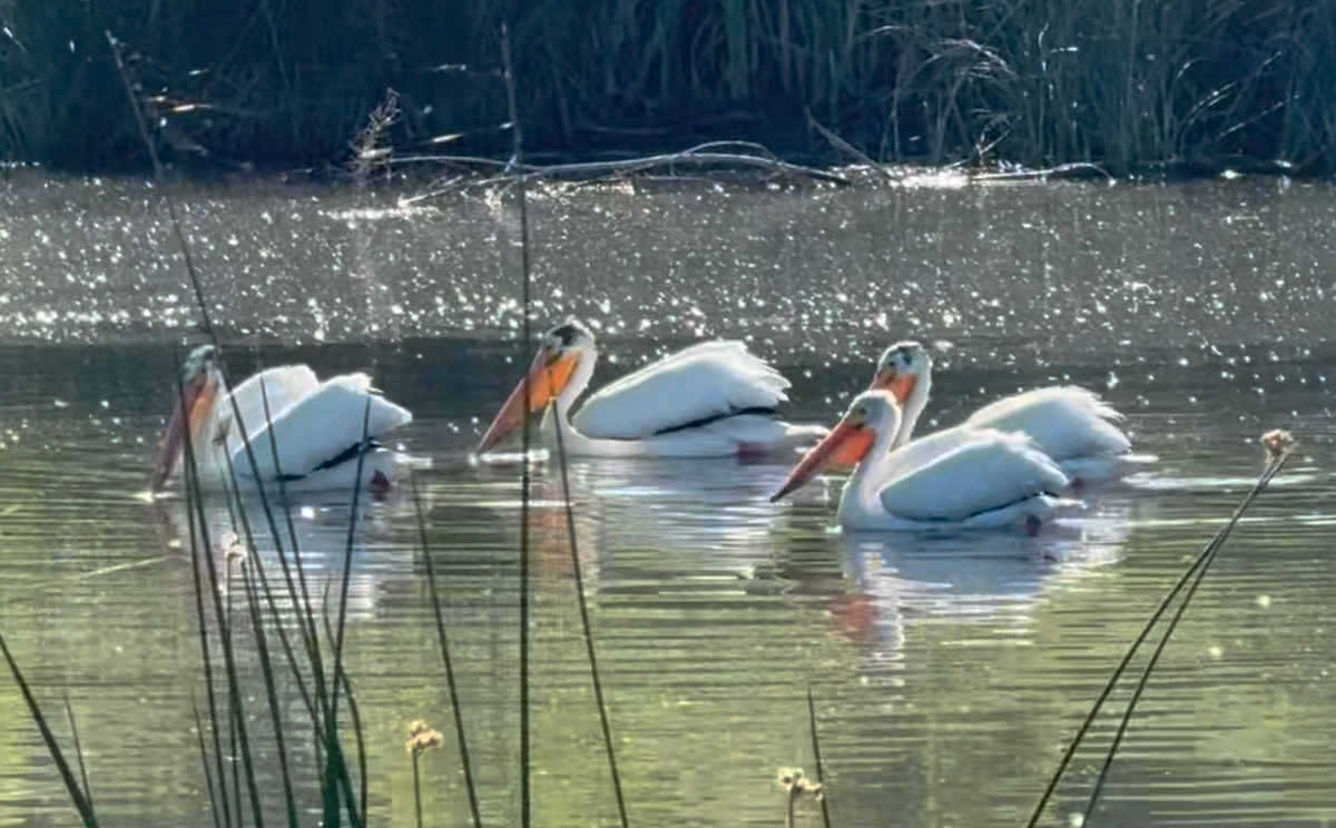 American White Pelican - ML620377435