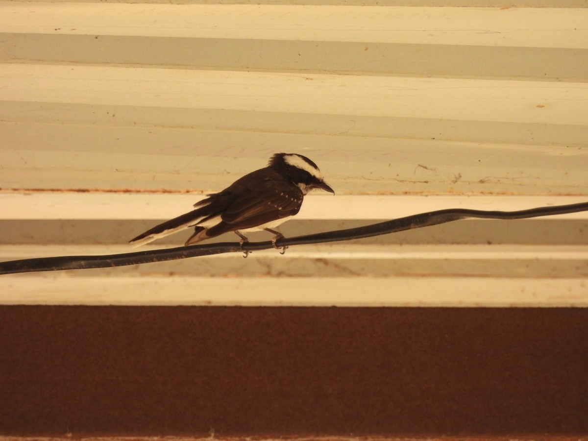 White-browed Fantail - ML620377444