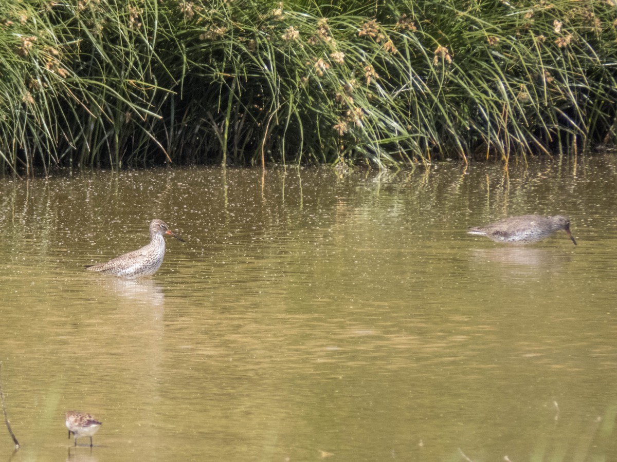 Common Redshank - ML620377447