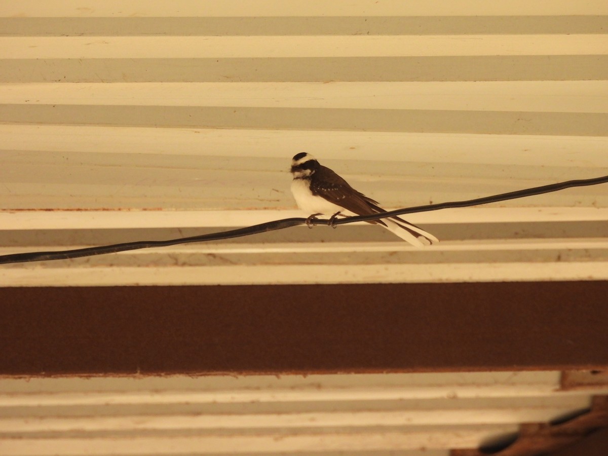 White-browed Fantail - ML620377449