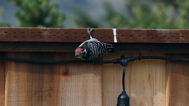 Nuttall's Woodpecker - ML620377456