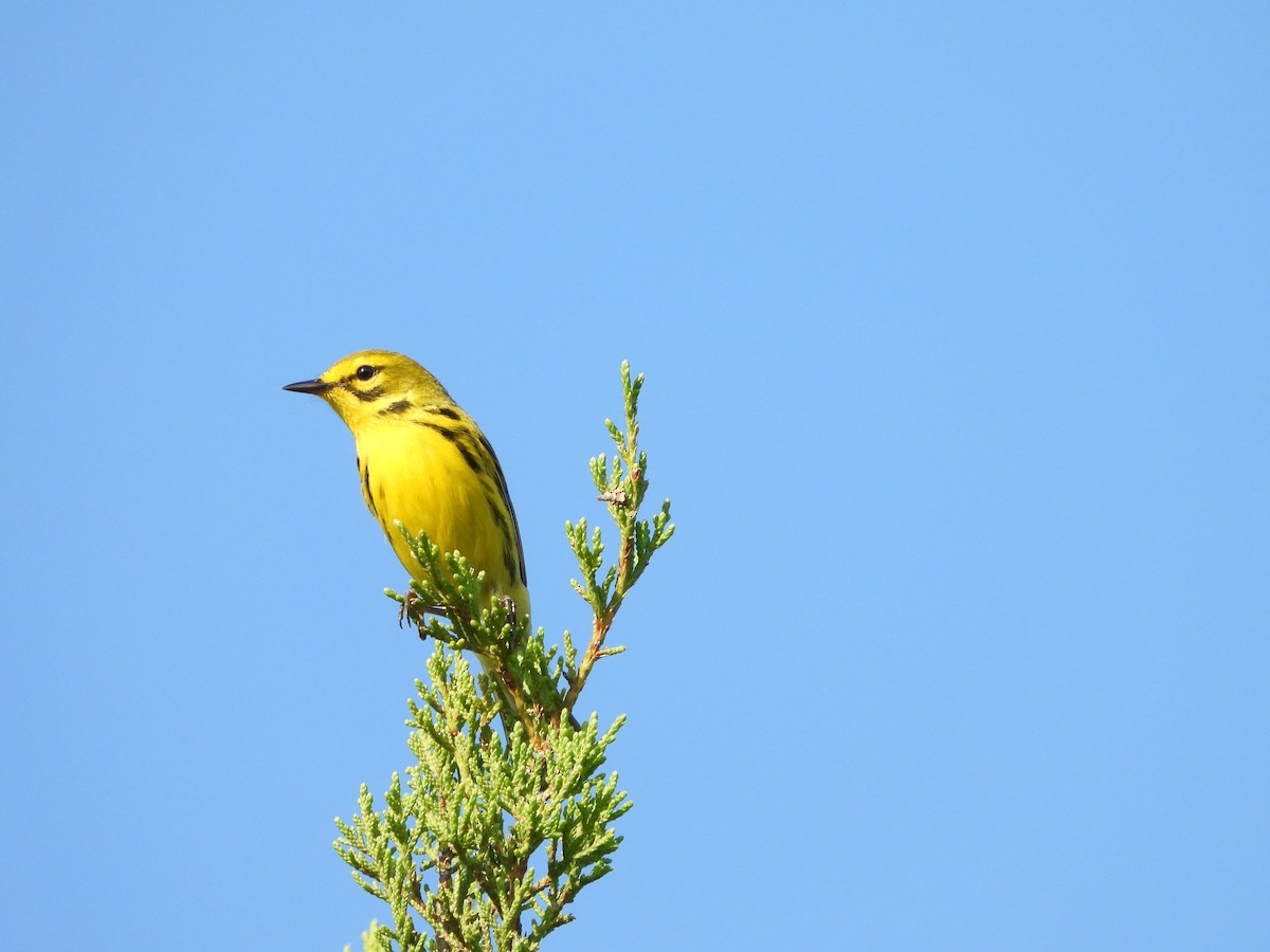 Prairie Warbler - ML620377465