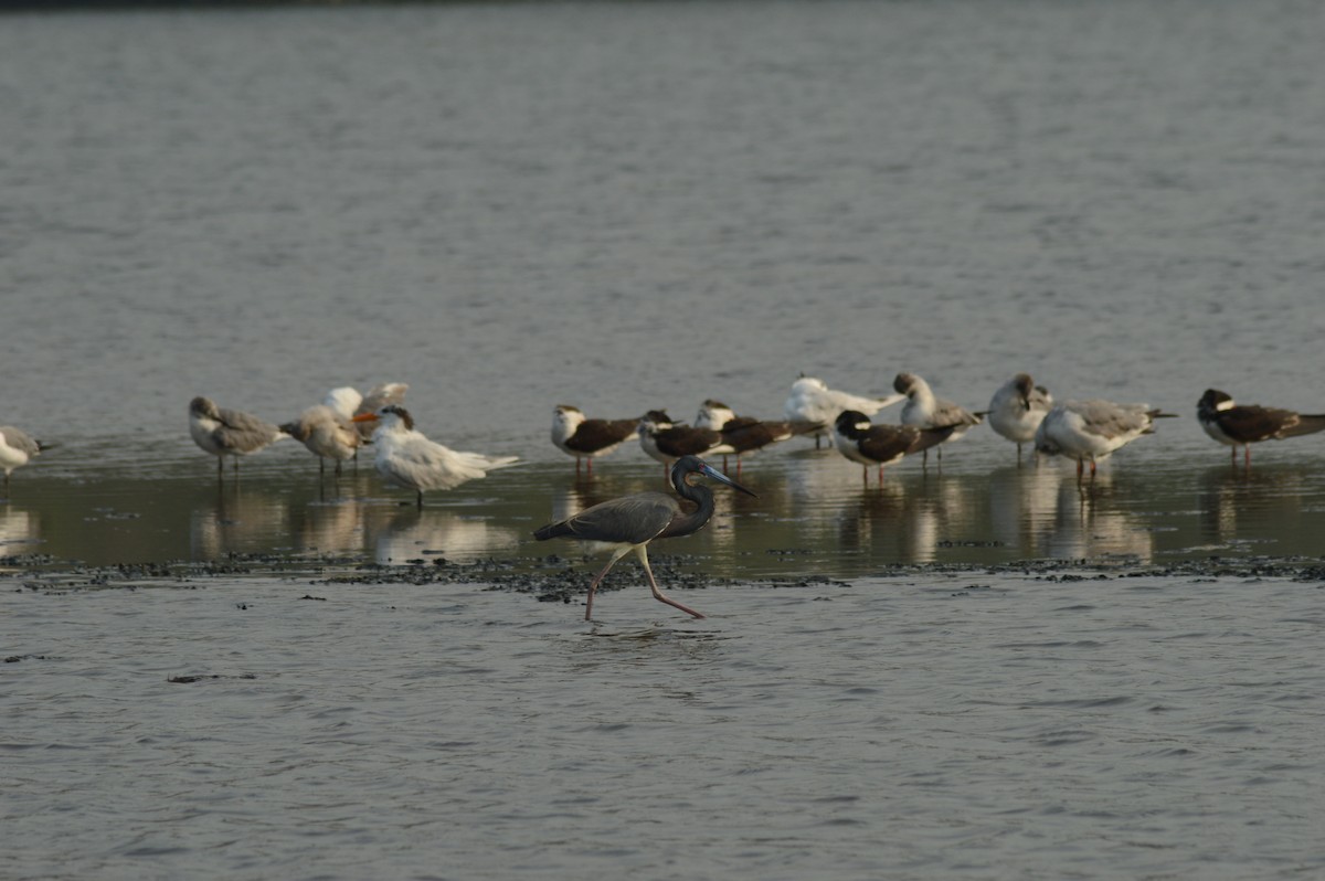 Водоріз американський - ML620377483