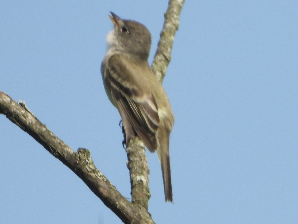 Willow Flycatcher - ML620377494