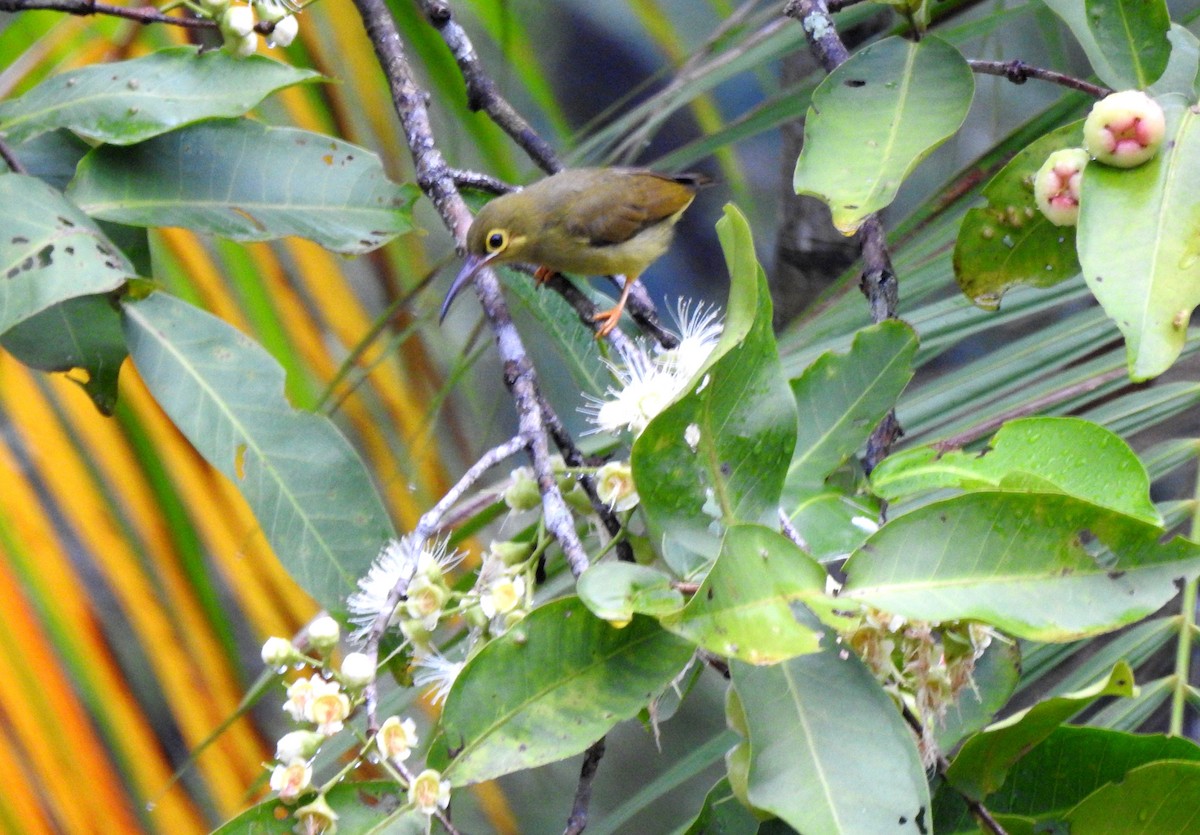 Spectacled Spiderhunter - YM Liew