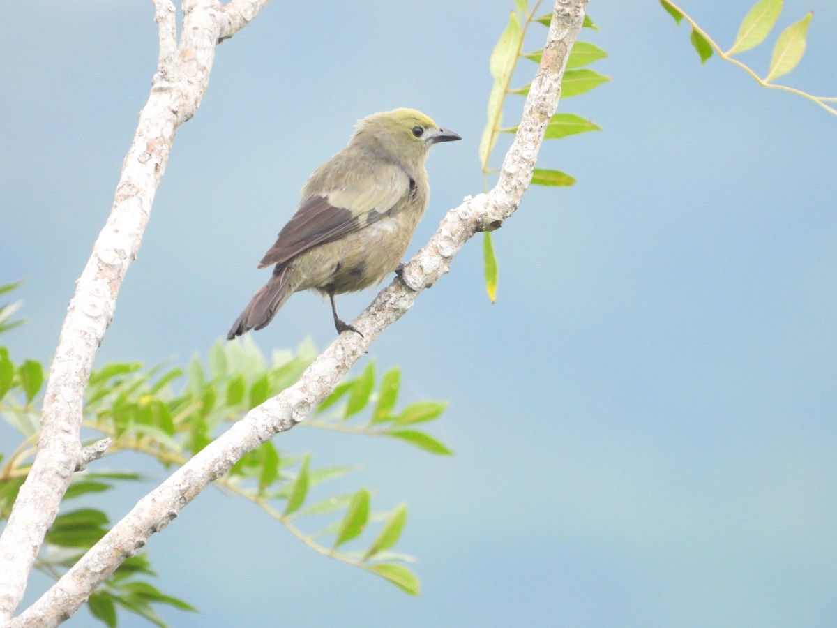 Palm Tanager - ML620377498