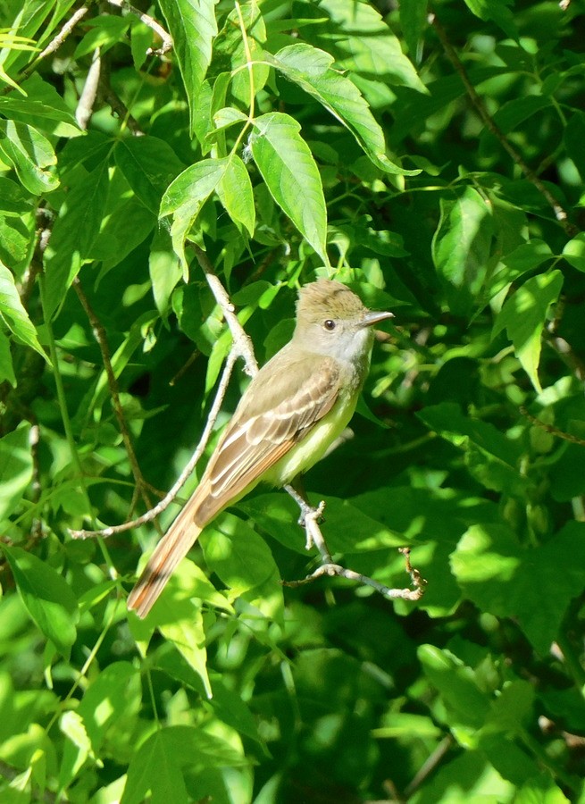 Great Crested Flycatcher - ML620377502