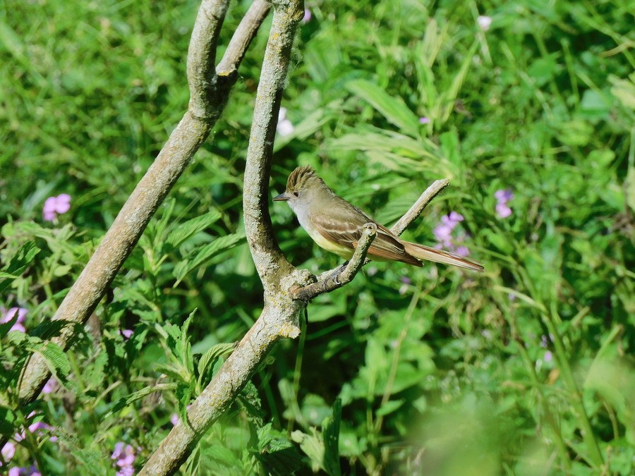 Great Crested Flycatcher - ML620377503