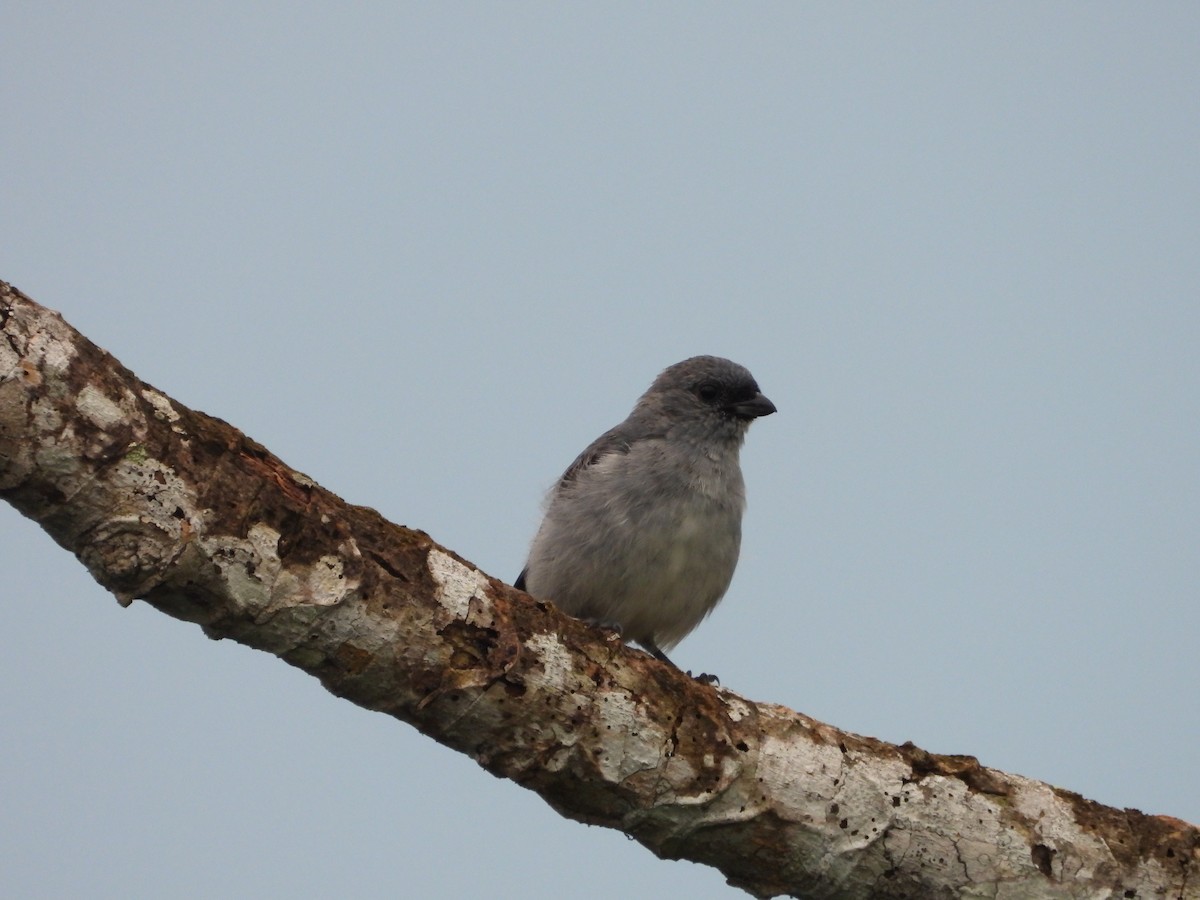 Plain-colored Tanager - ML620377513