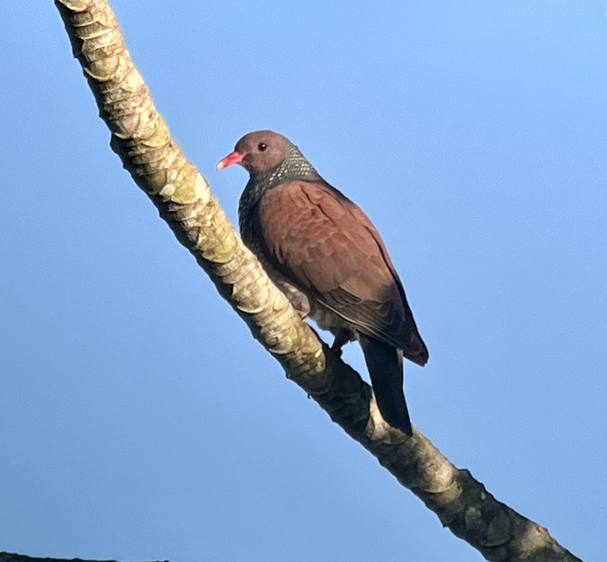 Scaled Pigeon - ML620377514
