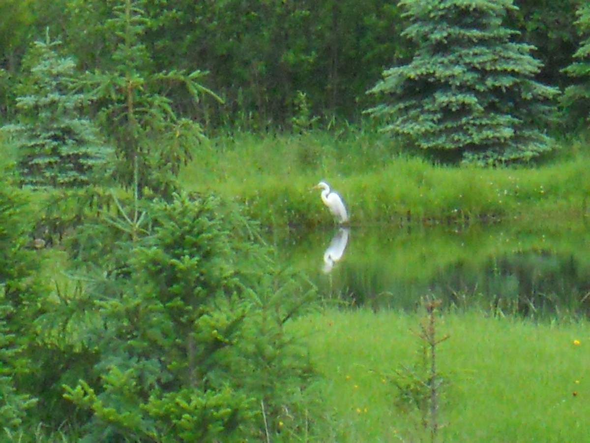 Great Egret - ML620377518