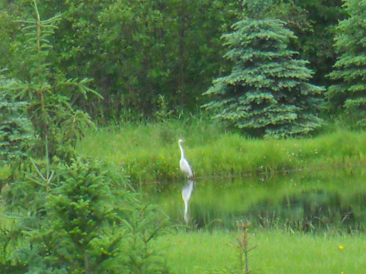 Great Egret - ML620377525