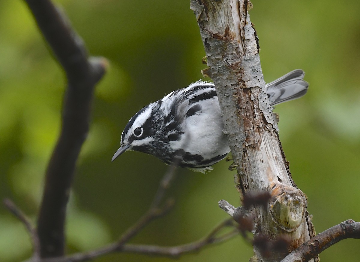 Black-and-white Warbler - ML620377538