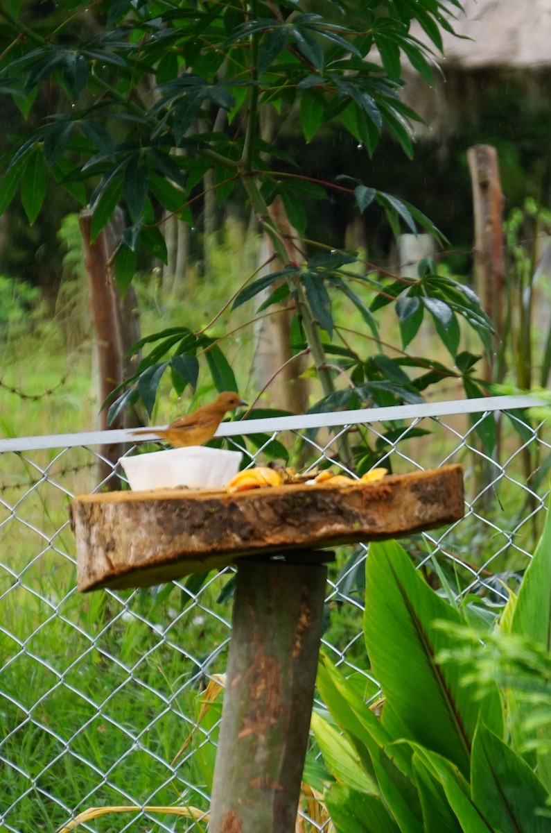 White-lined Tanager - ML620377546