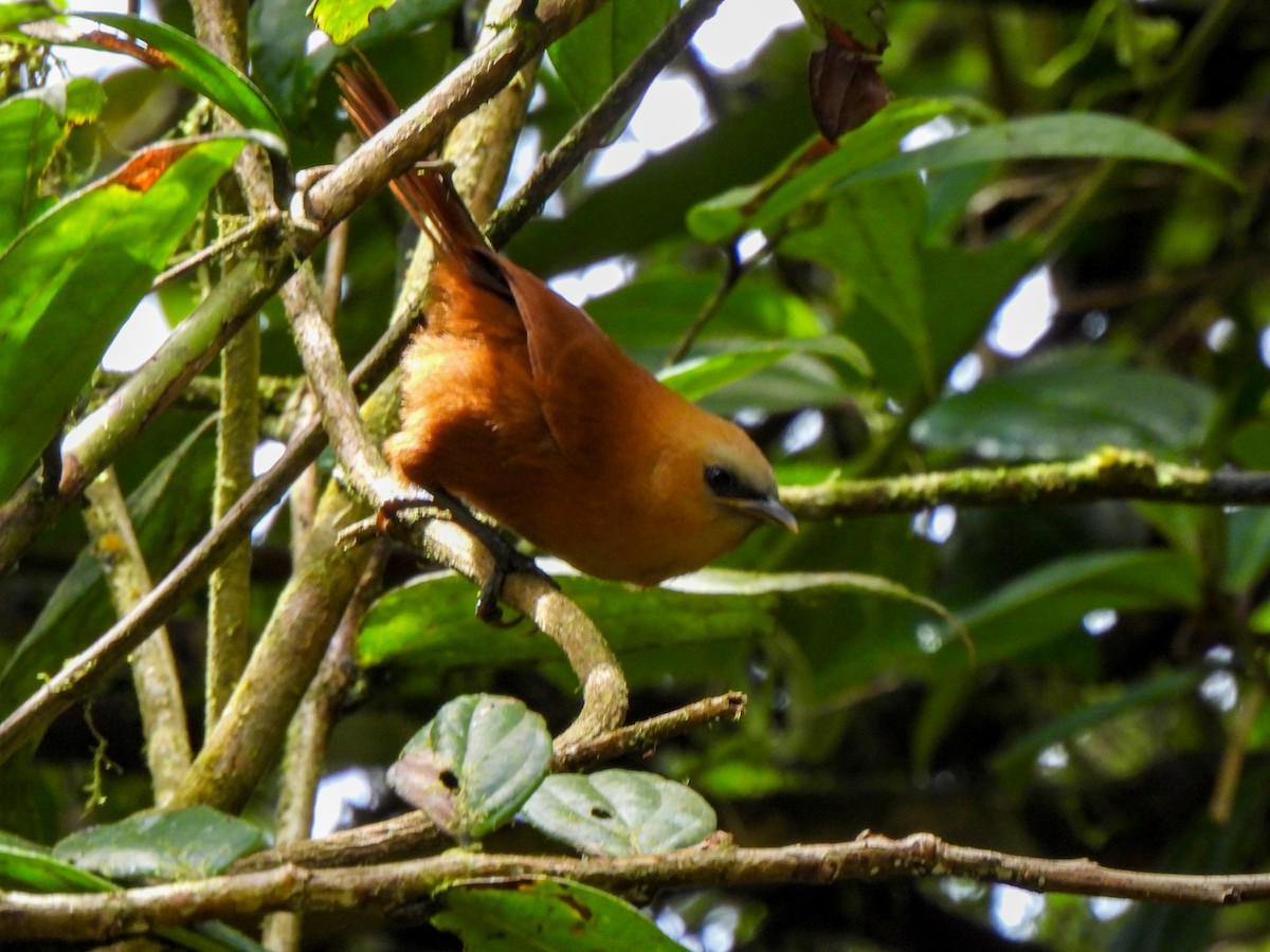 Rufous Wren - ML620377560