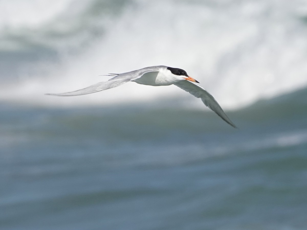 Forster's Tern - ML620377571