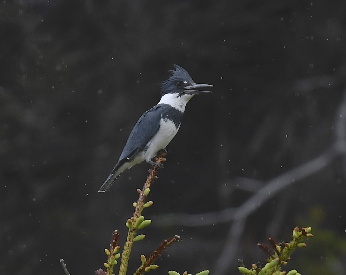 Belted Kingfisher - ML620377574