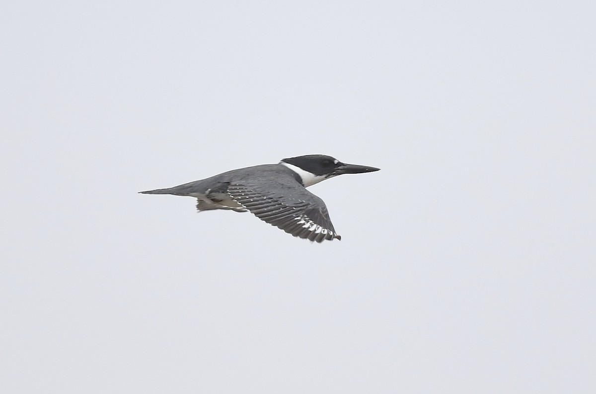 Belted Kingfisher - ML620377577