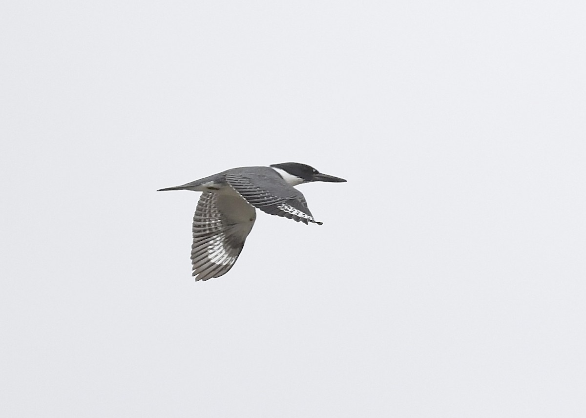 Belted Kingfisher - ML620377579