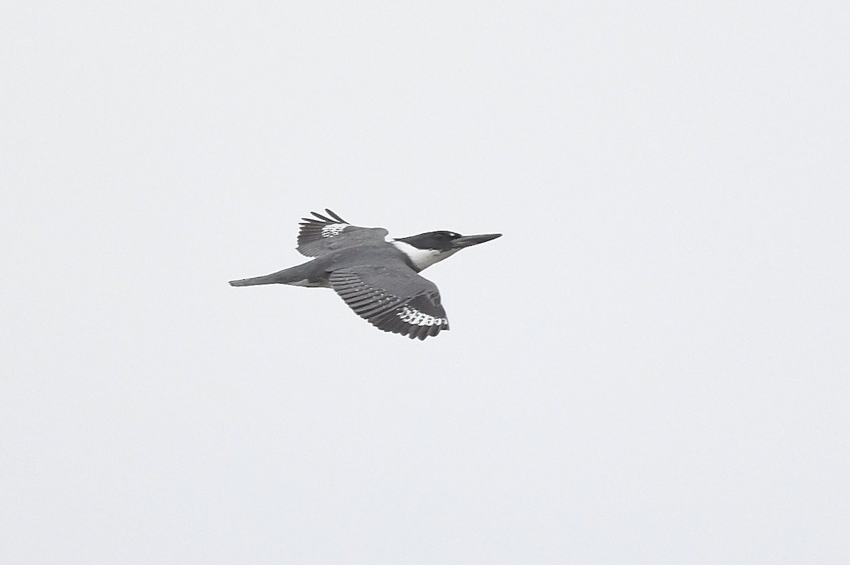Belted Kingfisher - ML620377580
