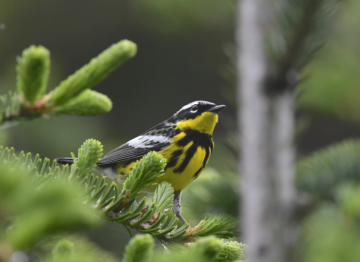 Magnolia Warbler - ML620377595