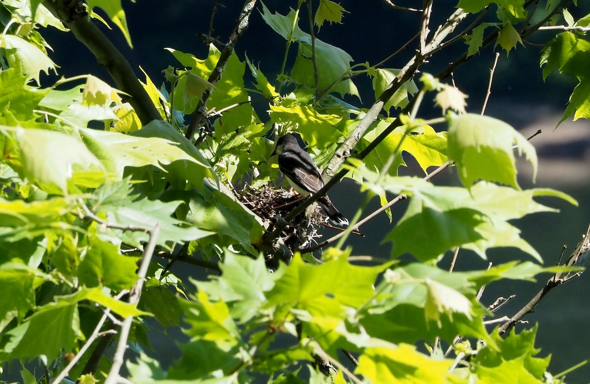 Eastern Kingbird - ML620377600