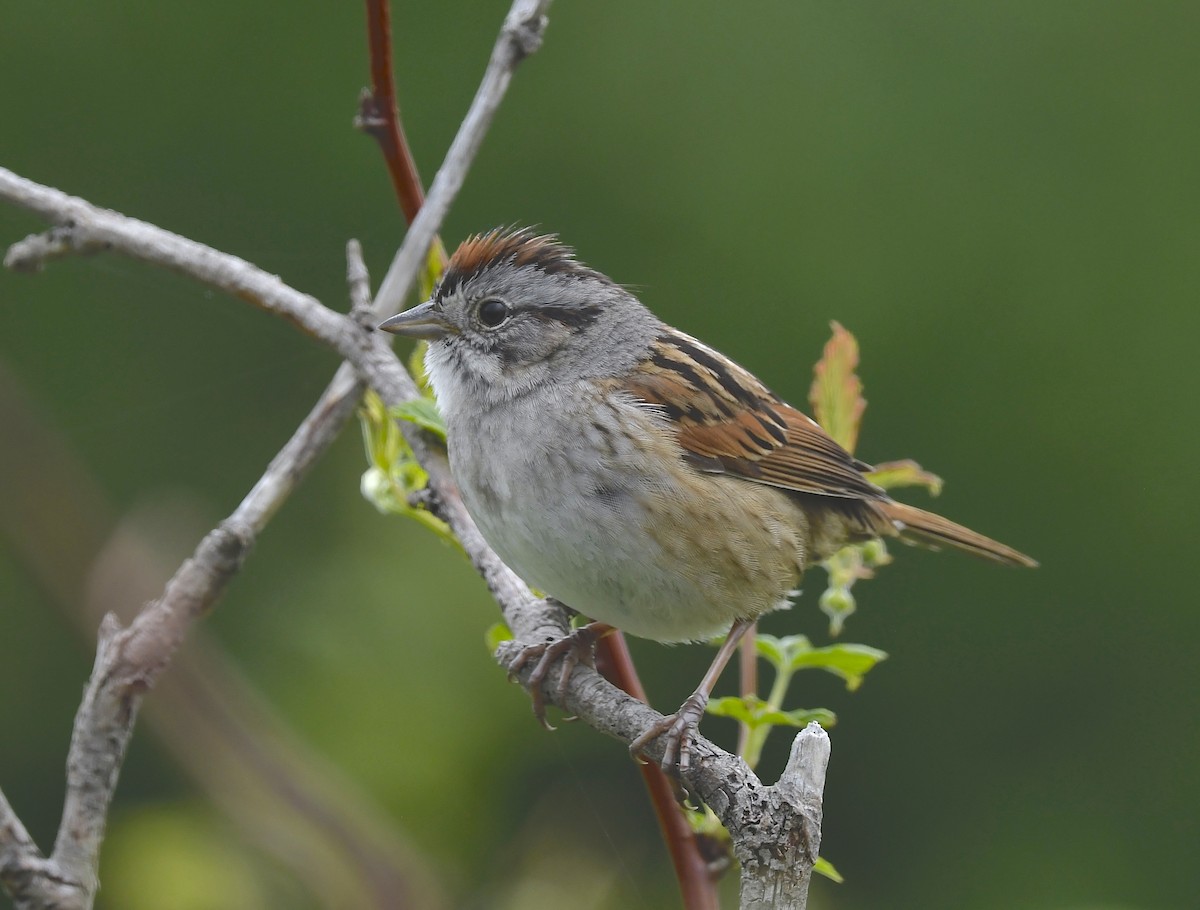 Swamp Sparrow - ML620377605