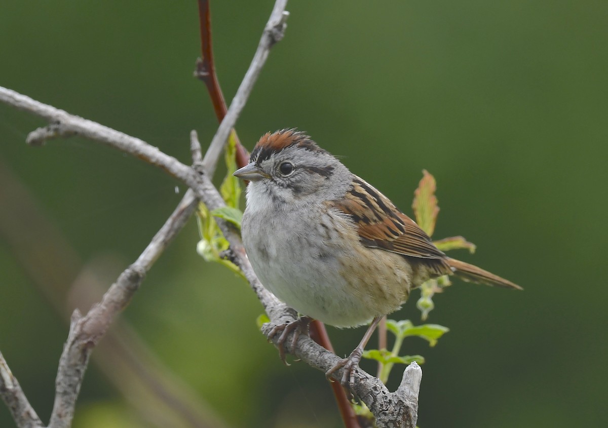 Swamp Sparrow - ML620377606
